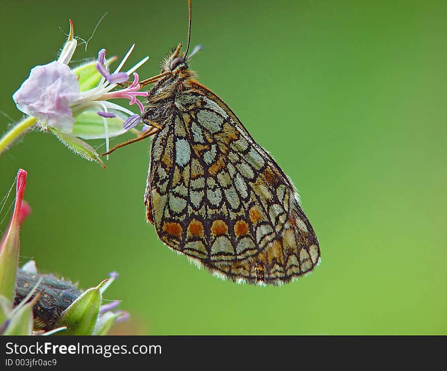 Butterfly Melitaea Athalia.