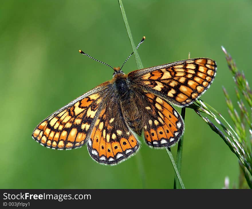 Butterfly Euphydryas aurinia (Melitae).