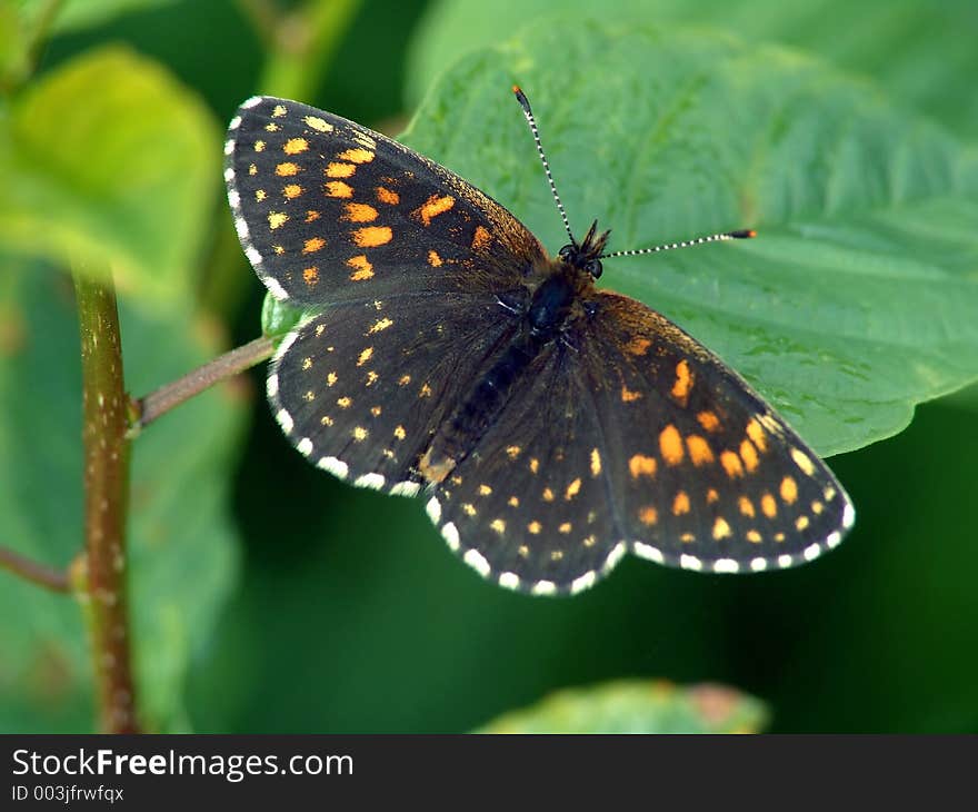 Meets seldom. Probably dark form Melitaea athalia, the Photo is made in Moscow areas (Russia). Original date/time: 2004:06:17 10:03:26. Meets seldom. Probably dark form Melitaea athalia, the Photo is made in Moscow areas (Russia). Original date/time: 2004:06:17 10:03:26