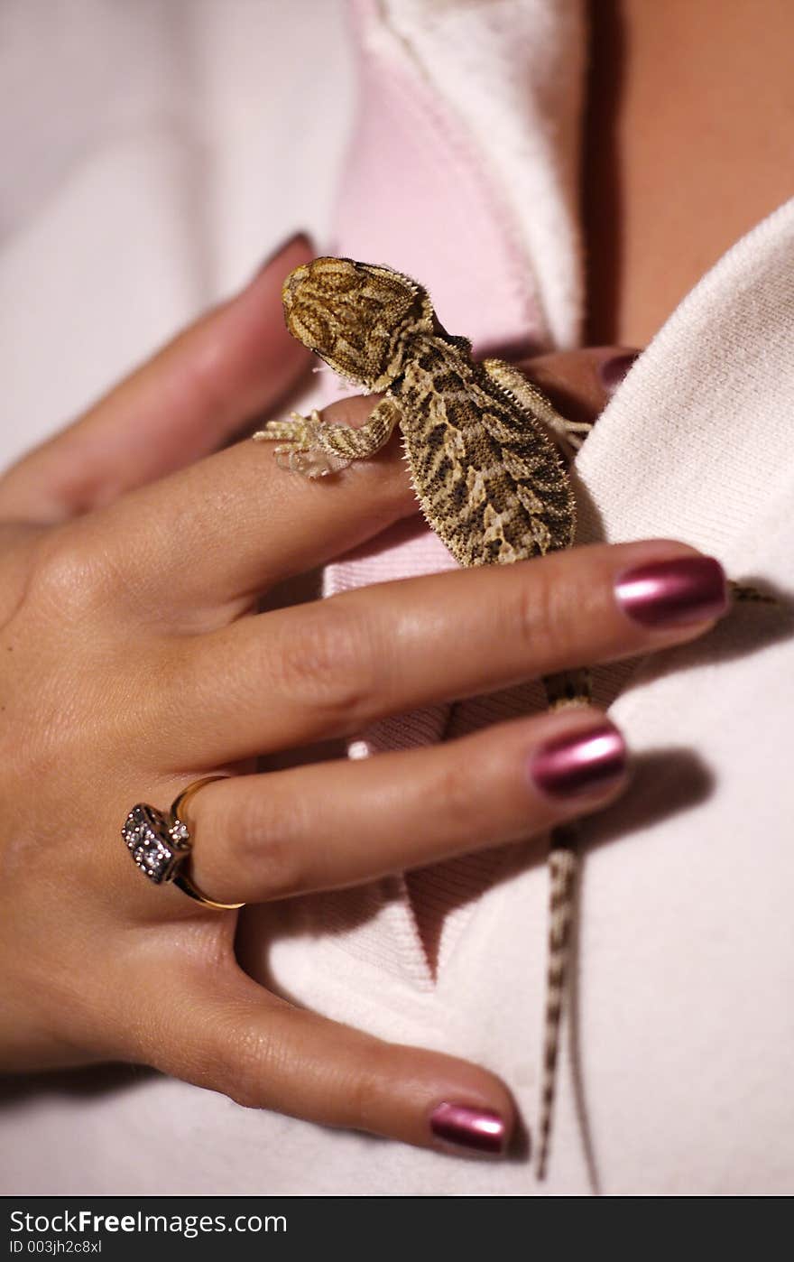 Woman holding baby bearded dragon. Woman holding baby bearded dragon