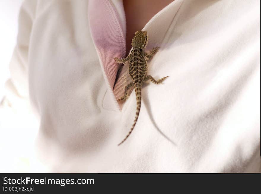 Baby bearded dragon on woman's shirt