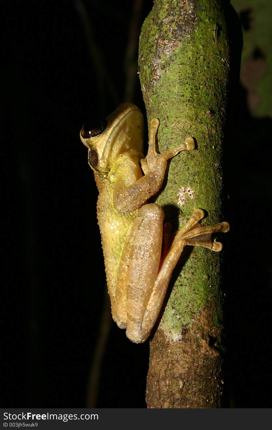 Tree frog in the night, Amazonia