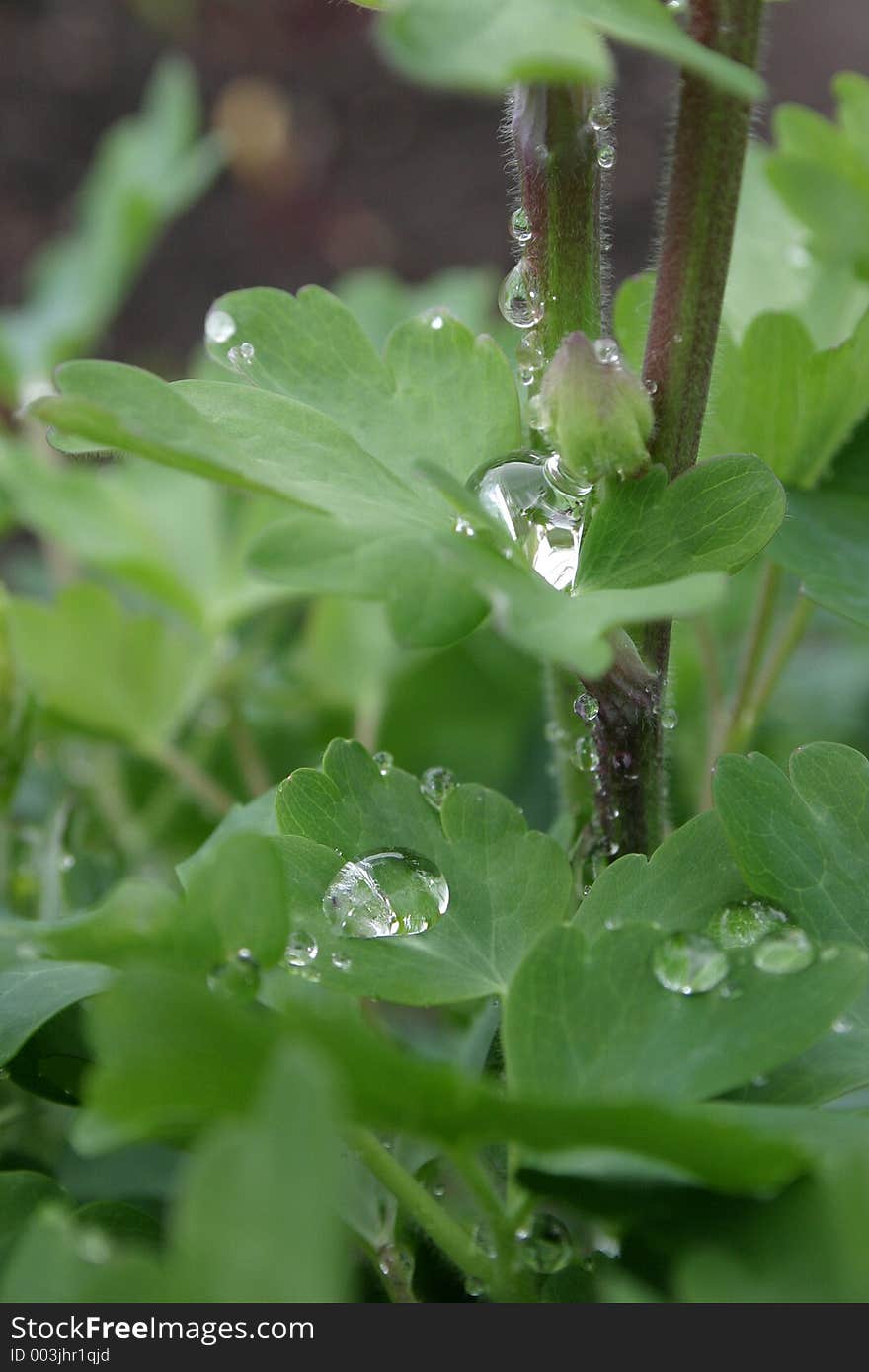 Dripped grow and rain on green slip. Dripped grow and rain on green slip