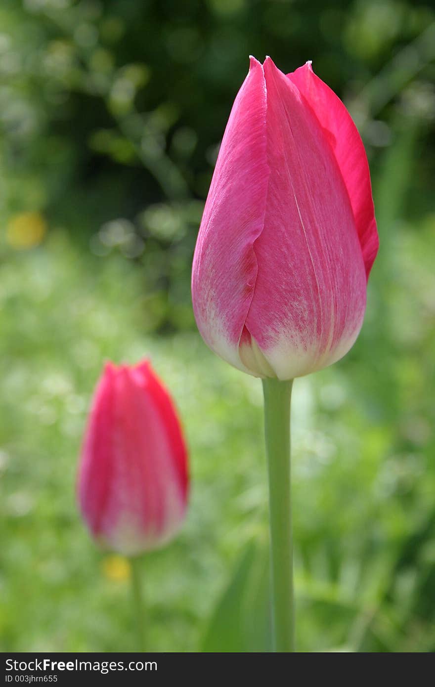 Two tulip