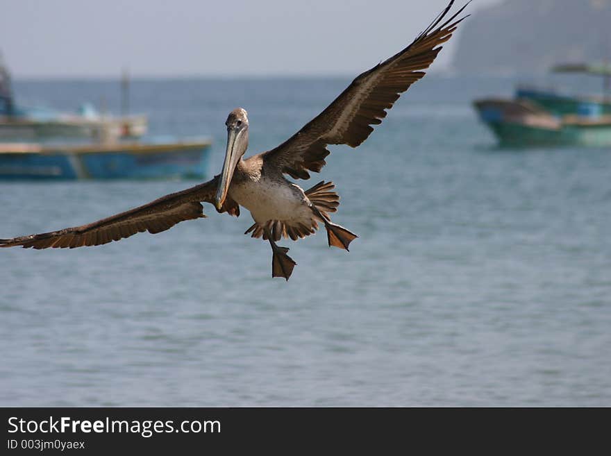 Pelican