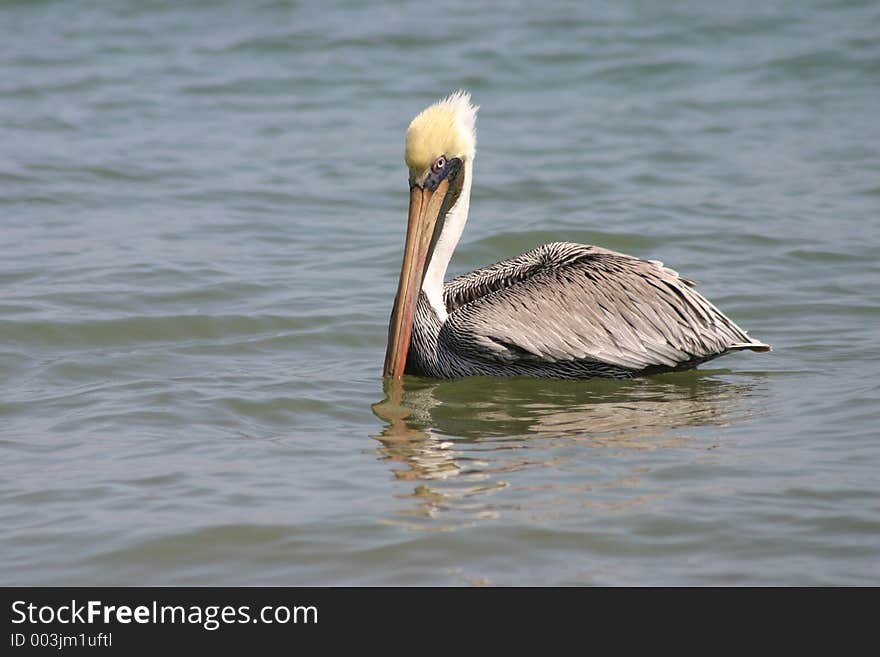 Pelican, Pacific Coast, Ecuador