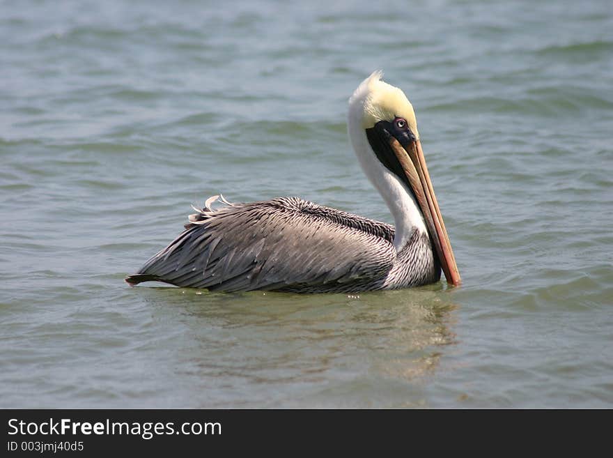 Pelican, Pacific Coast, Ecuador