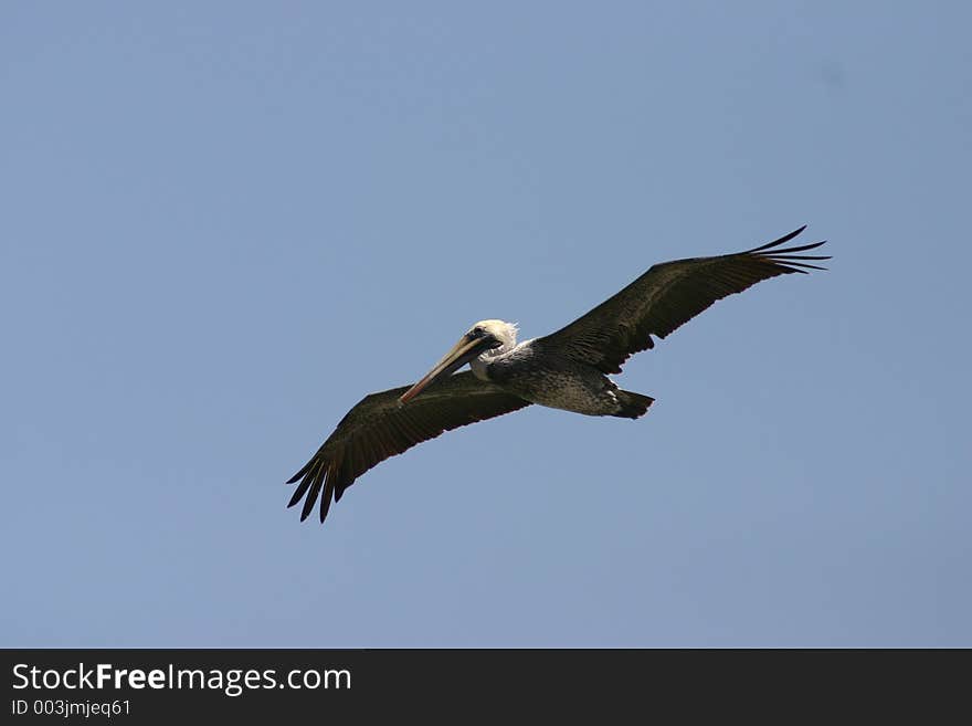 Pelican flying, Pacific Coast, Ecuador