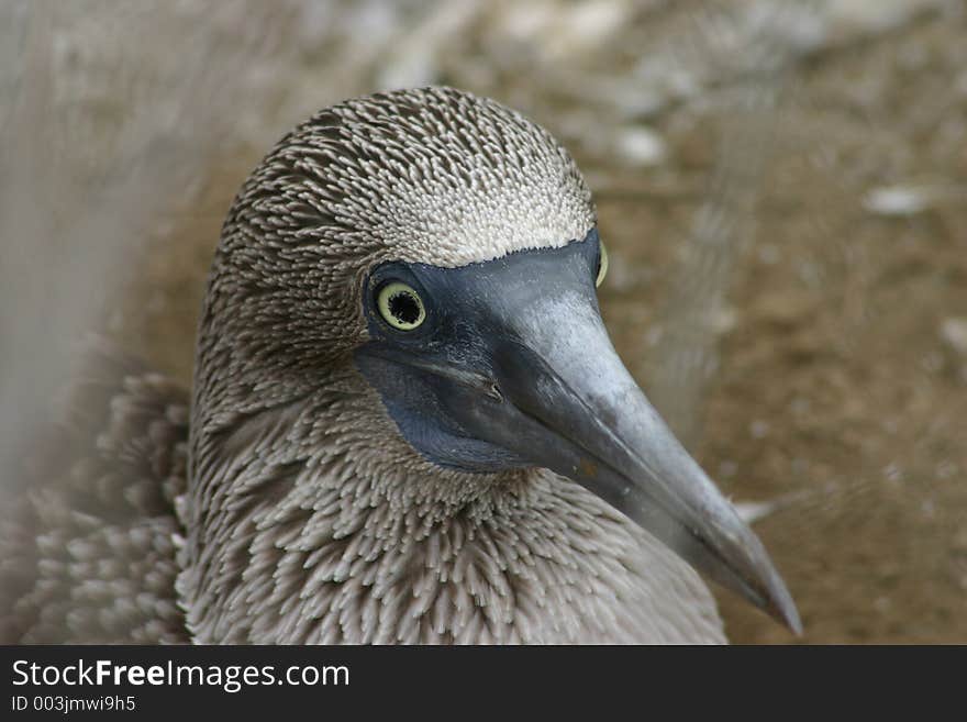 Blue-footed Booby