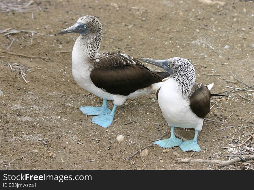 Blue-footed Boobies