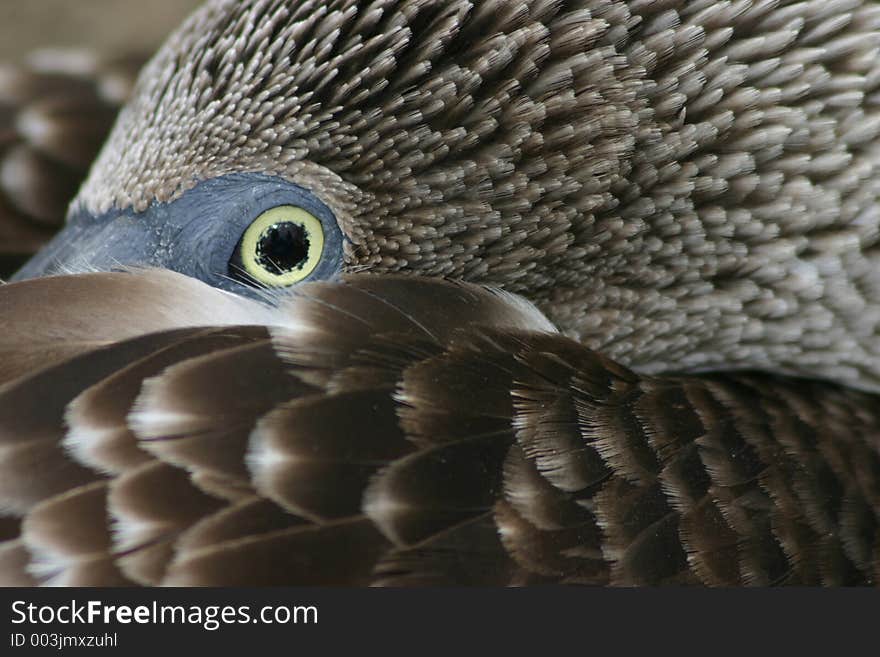 Blue-footed Booby