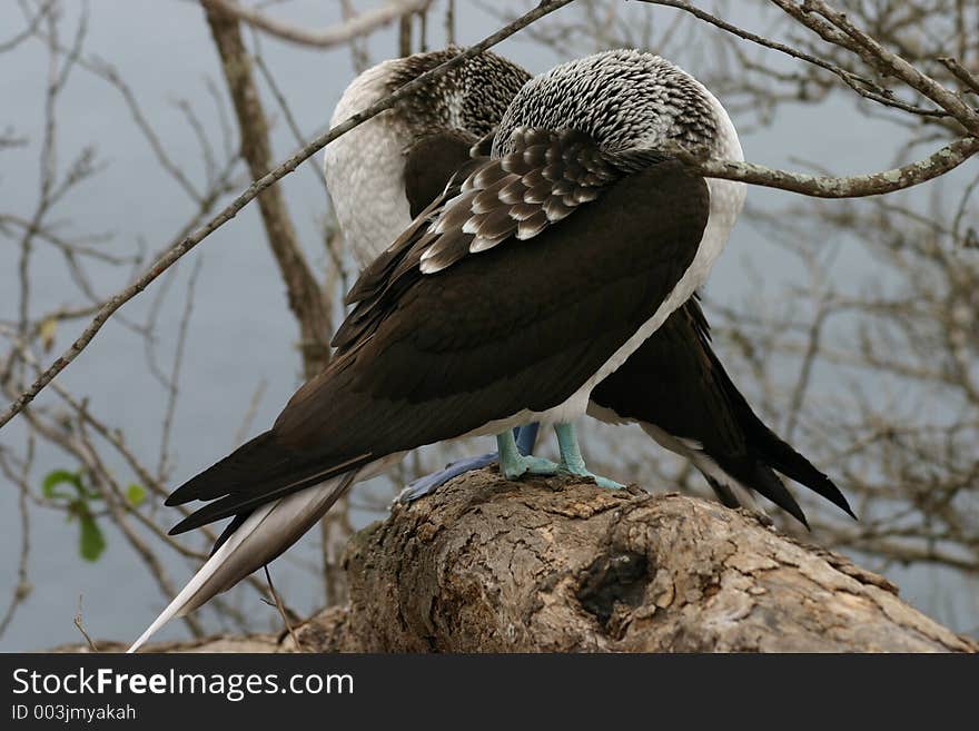 Blue-footed Boobies