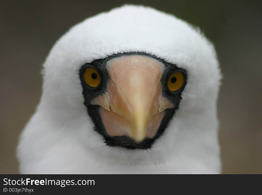 Nazca Booby