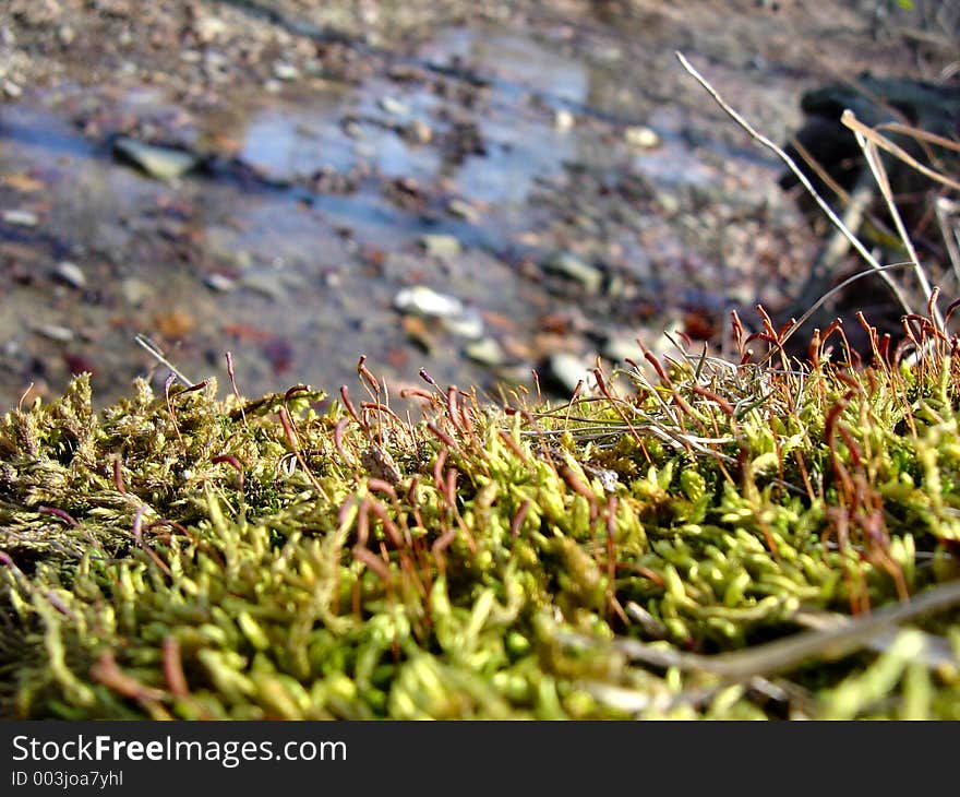 Up close picture of the moss on the edge of a river bank