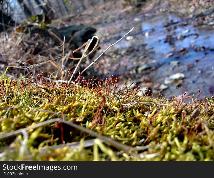 Bank of a stream