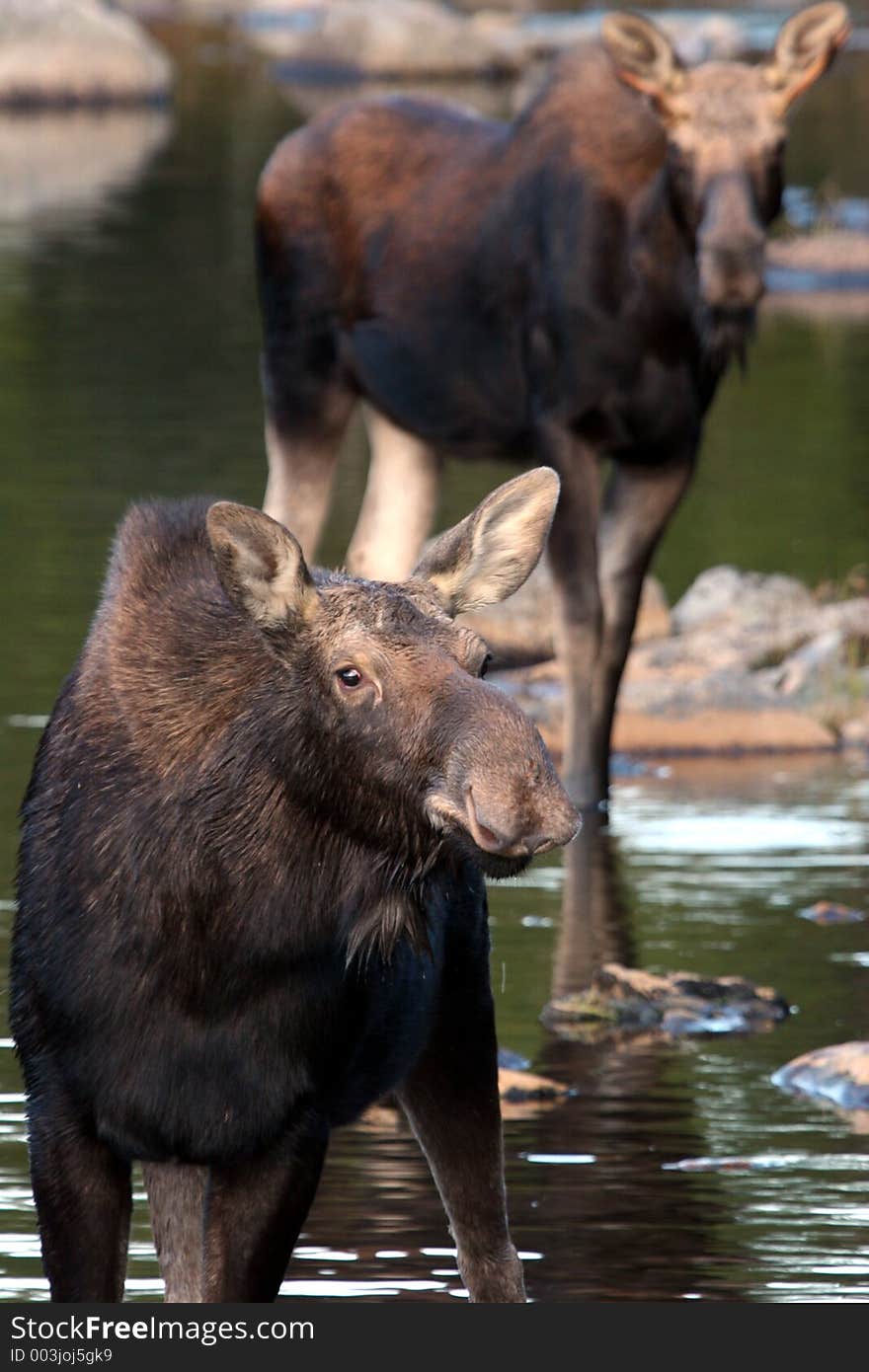 Male moose following a female moose. Male moose following a female moose.