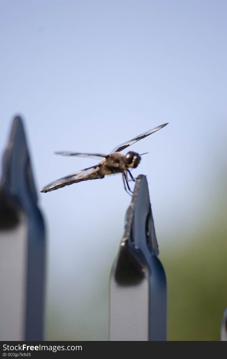 Dragon Fly on a Fence