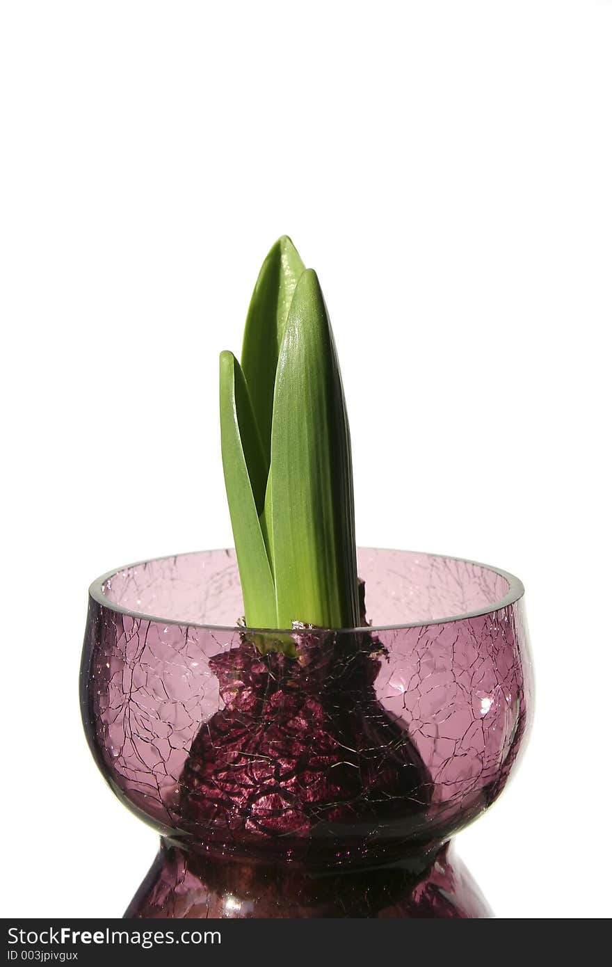 Forced hyacinth bulb in rose colored cracked vase