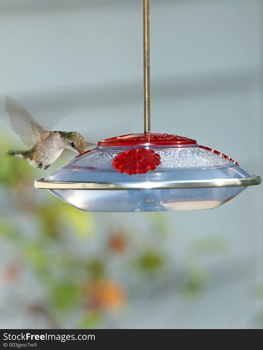 Humming bird eating at the feeder.