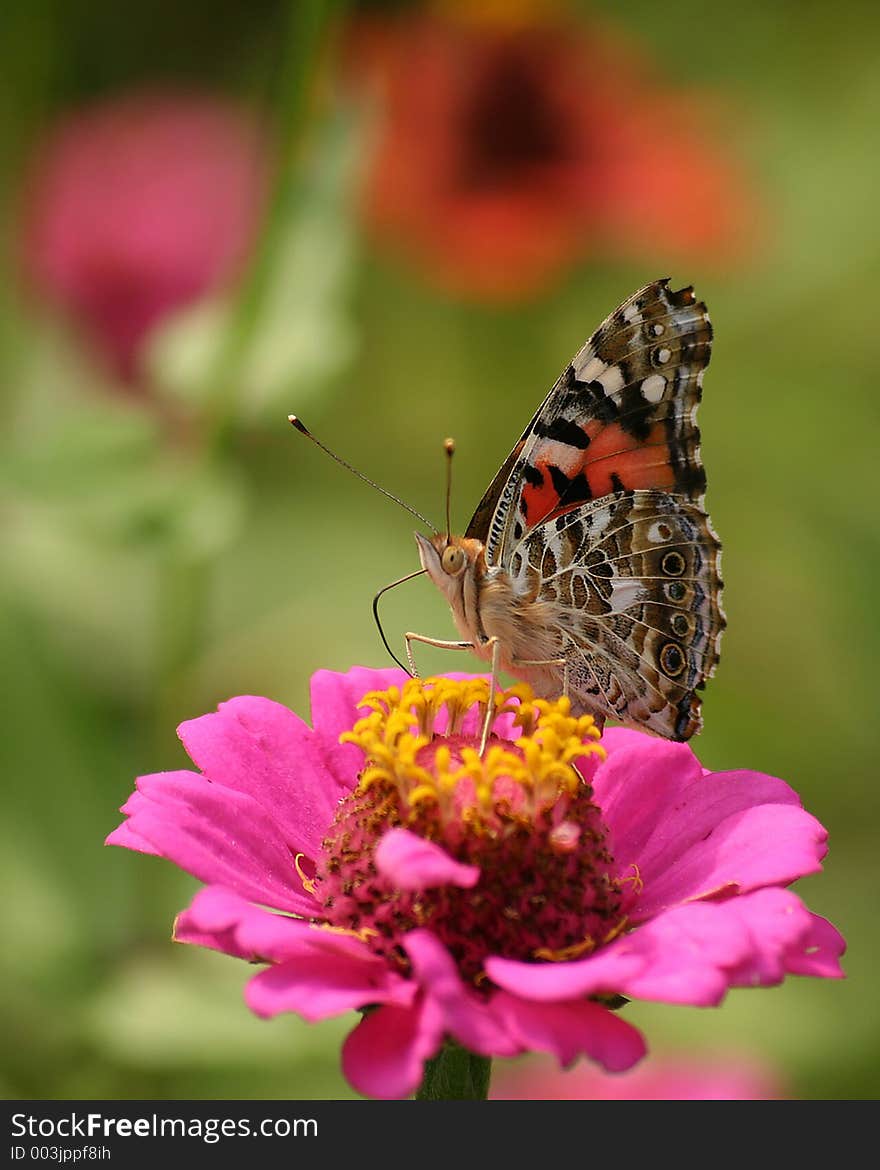 Butterfly on a flower