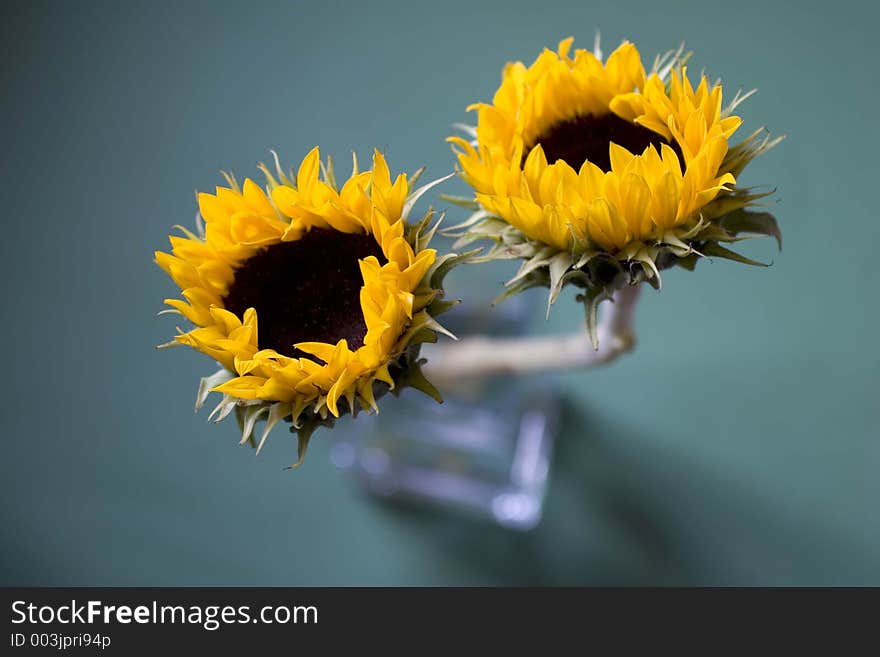 Details of two sunflower blossoms in a vase. Details of two sunflower blossoms in a vase.