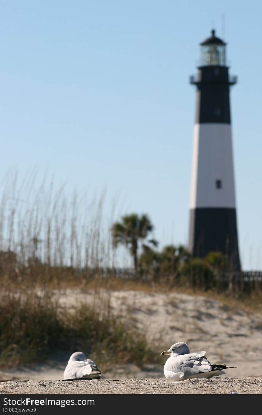 Gulls and lighthouse