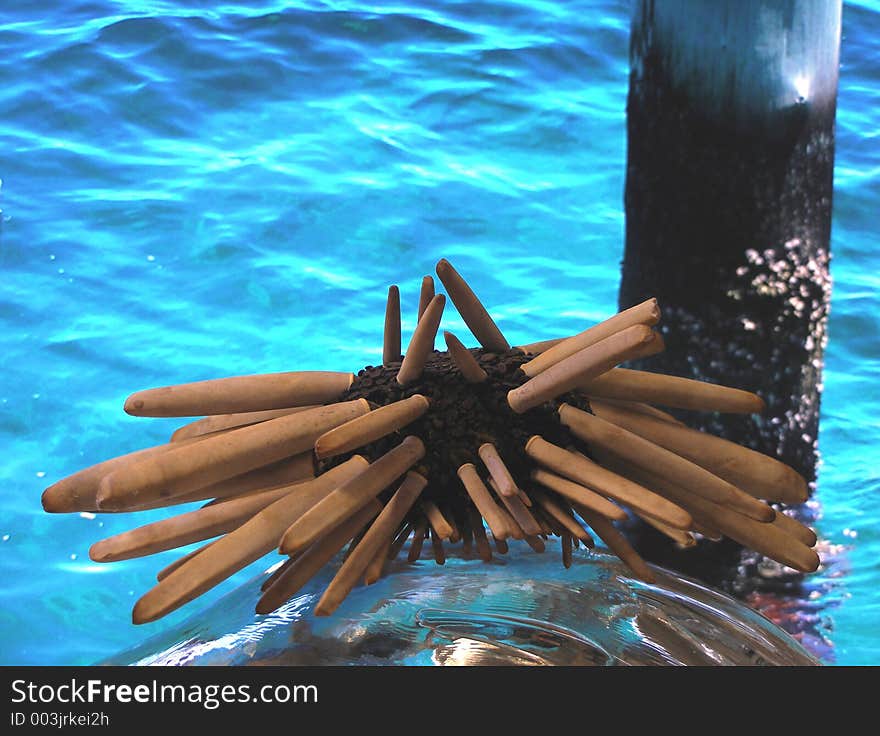 Pencil Sea Urchin