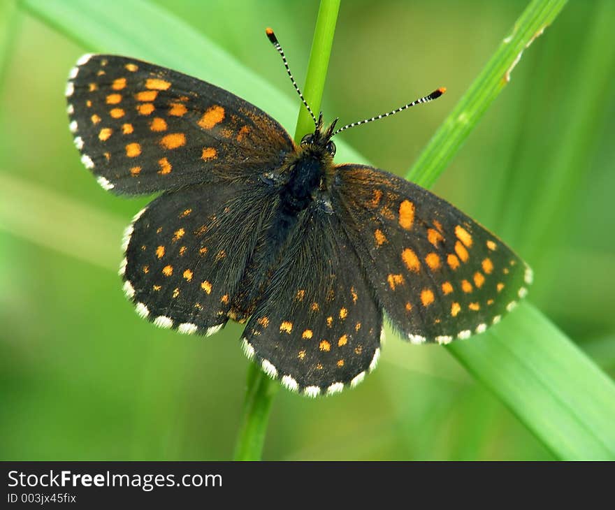 Probably dark form Melitaea athalia, the Photo is made in Moscow areas (Russia). Original date/time: 2004:06:26 09:30:36. Probably dark form Melitaea athalia, the Photo is made in Moscow areas (Russia). Original date/time: 2004:06:26 09:30:36.