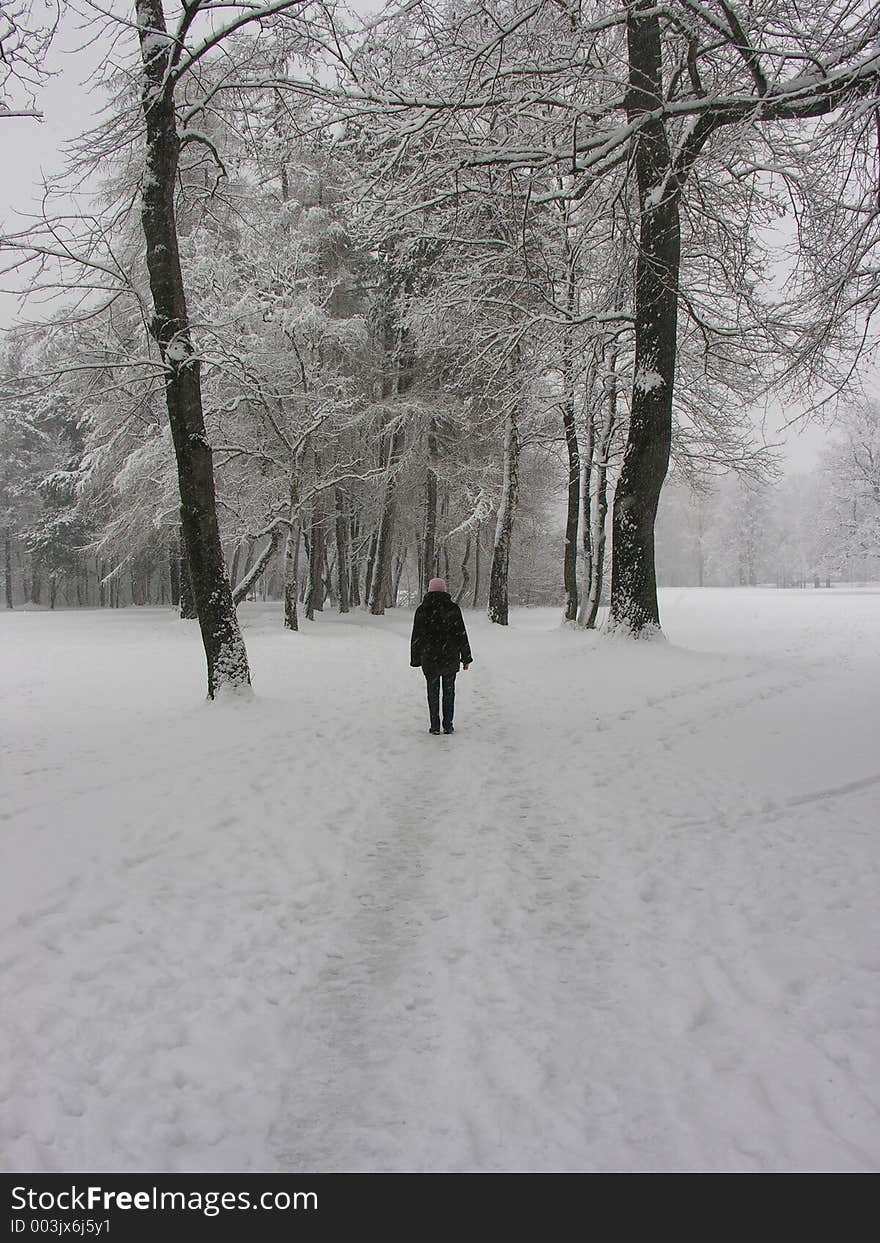 Winter In English Garden