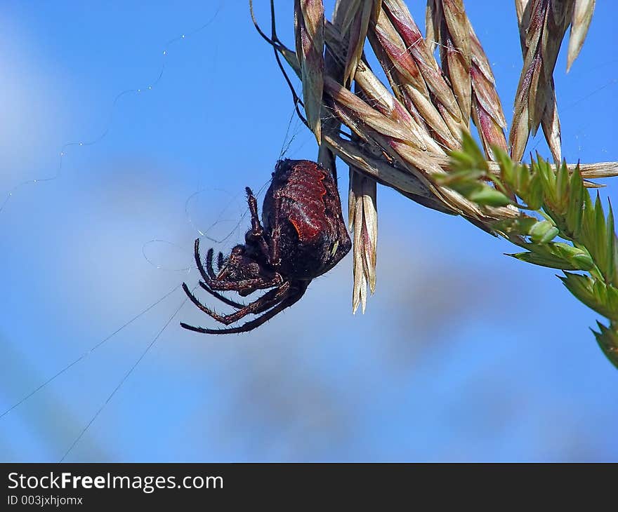 A spider of dark painting. The photo is made in Moscow areas (Russia). Original date/time: 2003:07:19 10:23:11. A spider of dark painting. The photo is made in Moscow areas (Russia). Original date/time: 2003:07:19 10:23:11