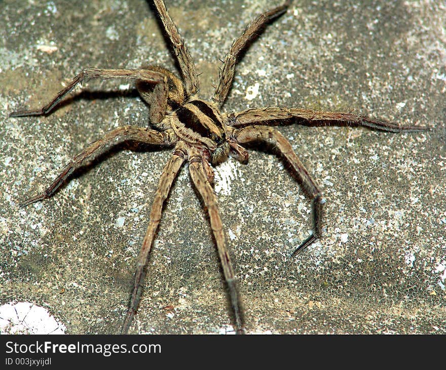 The spider (Alopecosa cuneata) conducts a ground way of life. The photo is made at night on coast of Black sea (Novorossisk area, Russia). Original date/time: 2005:08:04 21:47:47. The spider (Alopecosa cuneata) conducts a ground way of life. The photo is made at night on coast of Black sea (Novorossisk area, Russia). Original date/time: 2005:08:04 21:47:47