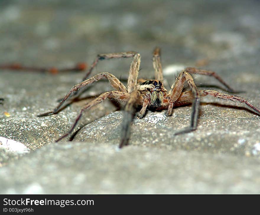 The spider (Alopecosa cuneata) conducts a ground way of life. The photo is made at night on coast of Black sea (Novorossisk area, Russia). Original date/time: 2005:08:04 21:48:13. The spider (Alopecosa cuneata) conducts a ground way of life. The photo is made at night on coast of Black sea (Novorossisk area, Russia). Original date/time: 2005:08:04 21:48:13.