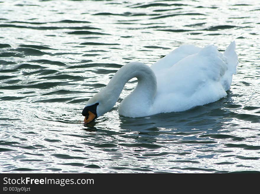 Swan drinking
