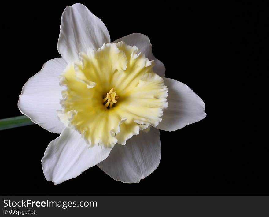 Daffodil on Black Background