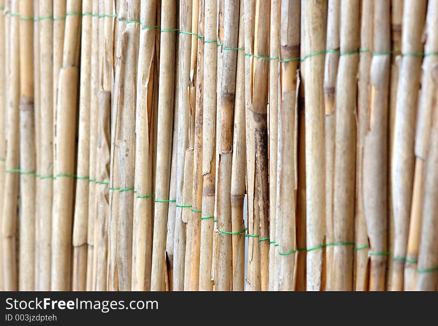 Bamboo