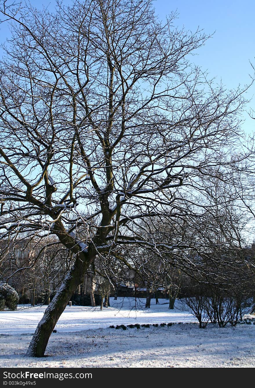 Snow at the park