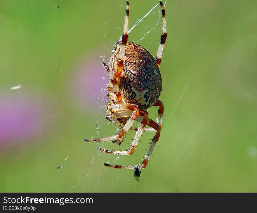 Spider of family Argiopidae.