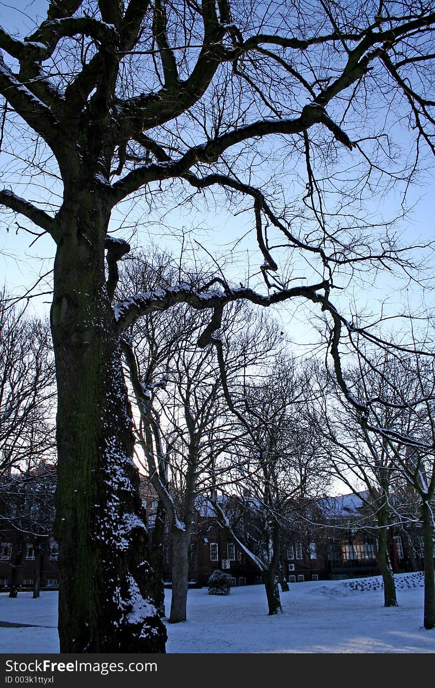 Snow at the park