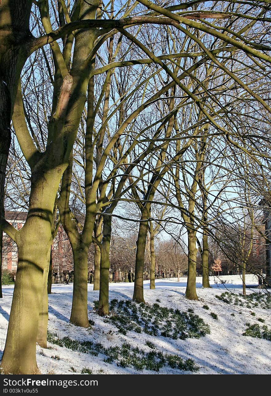 Snow at the park