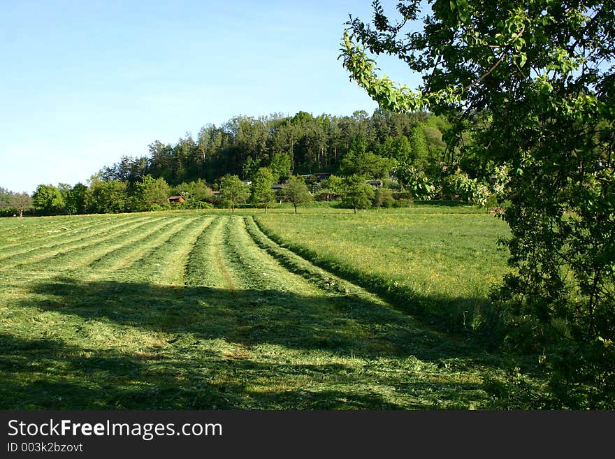 Summer meadow