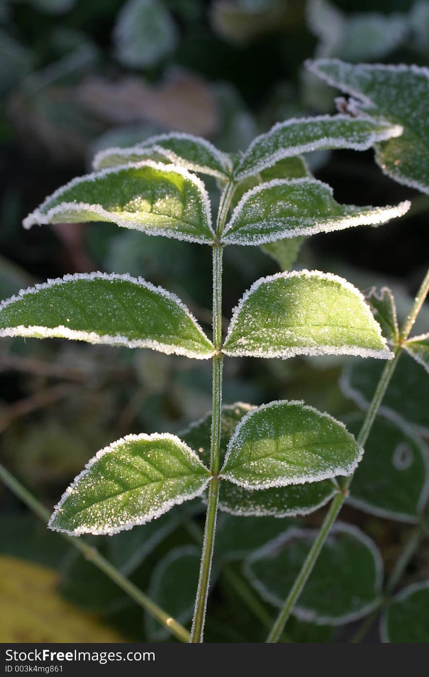 Grren leaves lined with ice crystals. Grren leaves lined with ice crystals