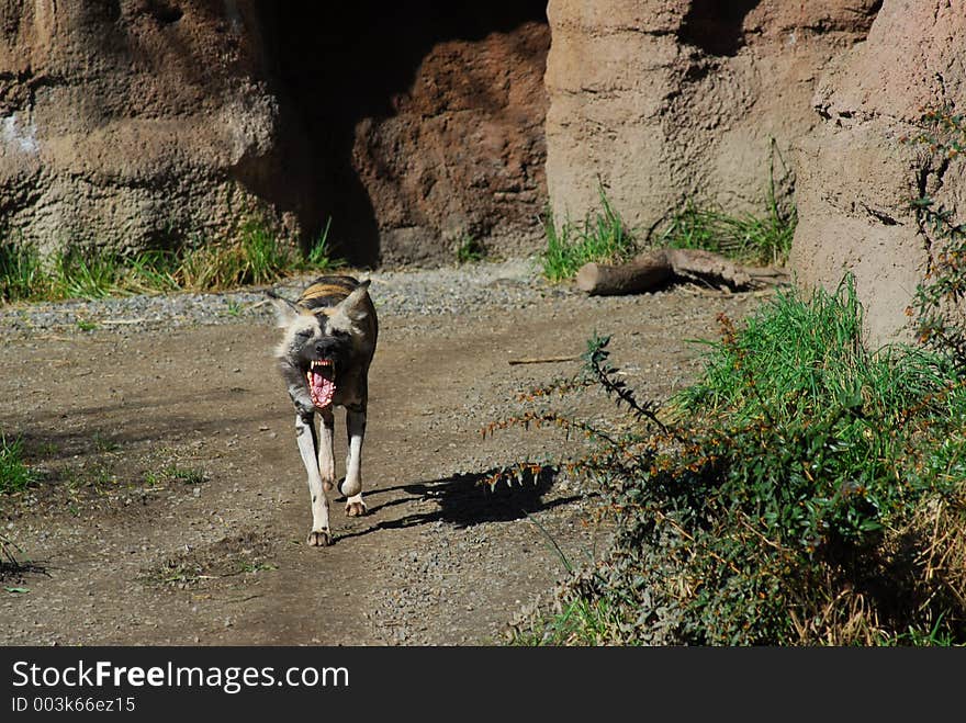 African Wild Dog