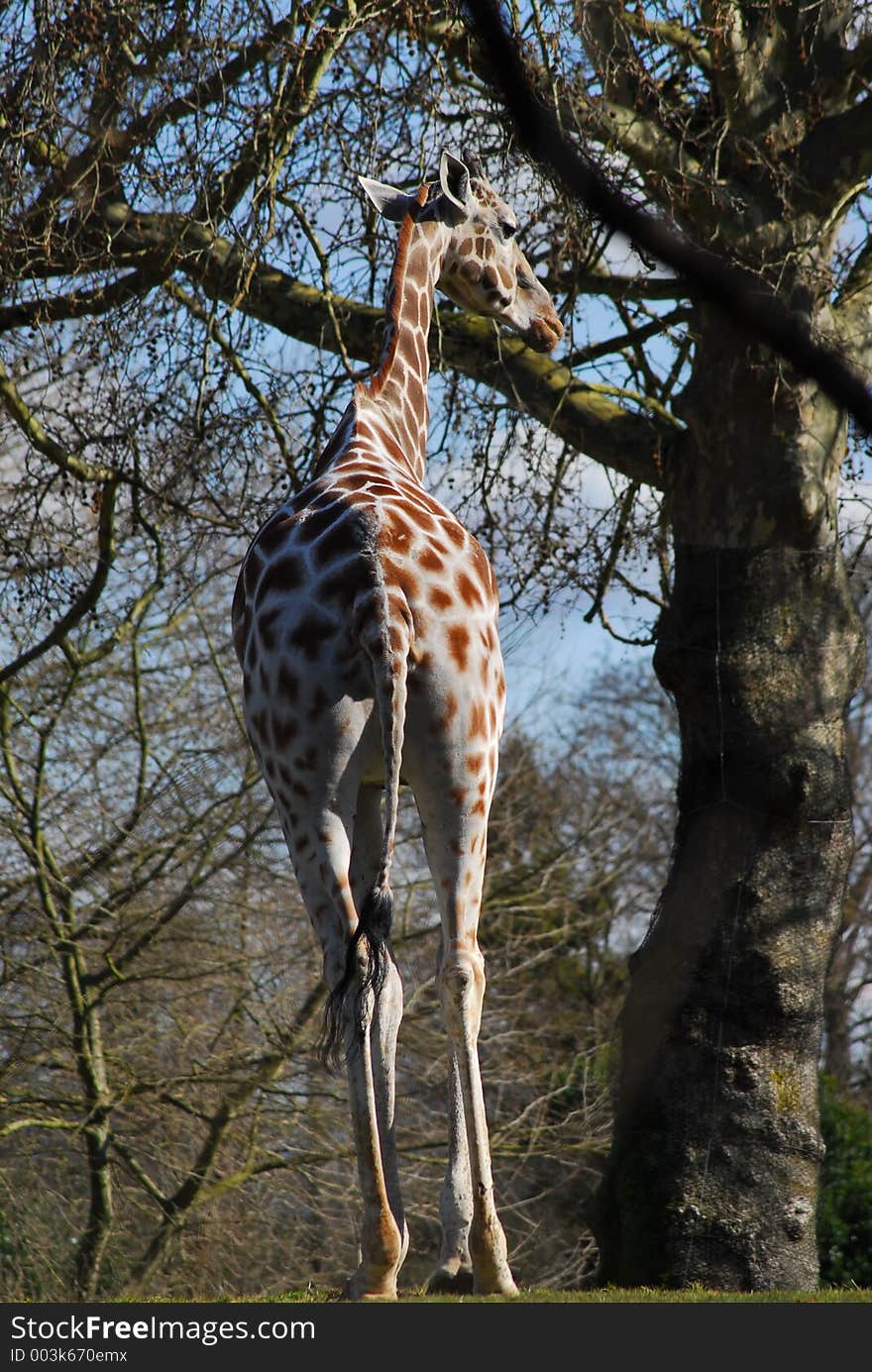 Giraffe - Zoo