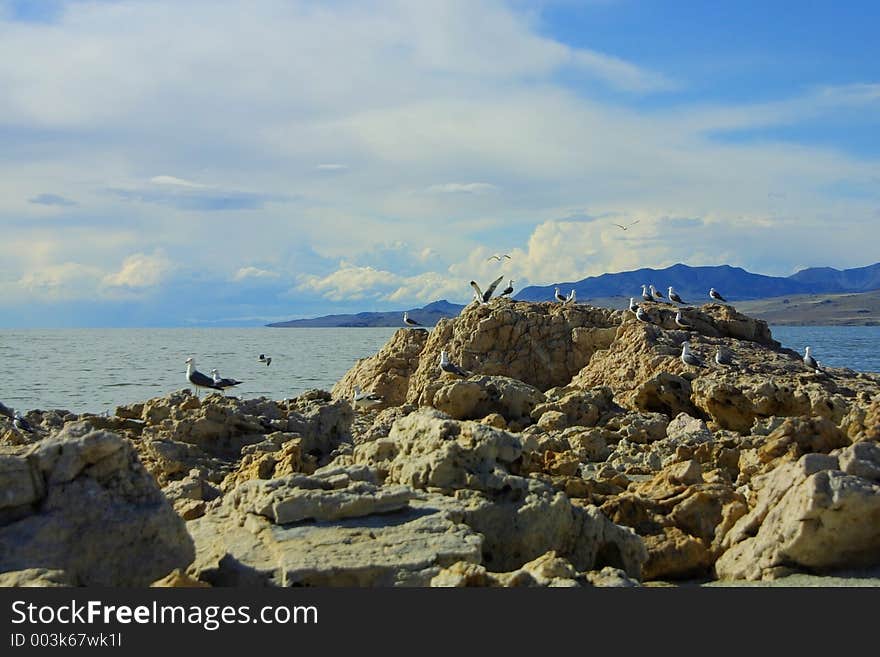 Seagulls, rocks, water, and mountains