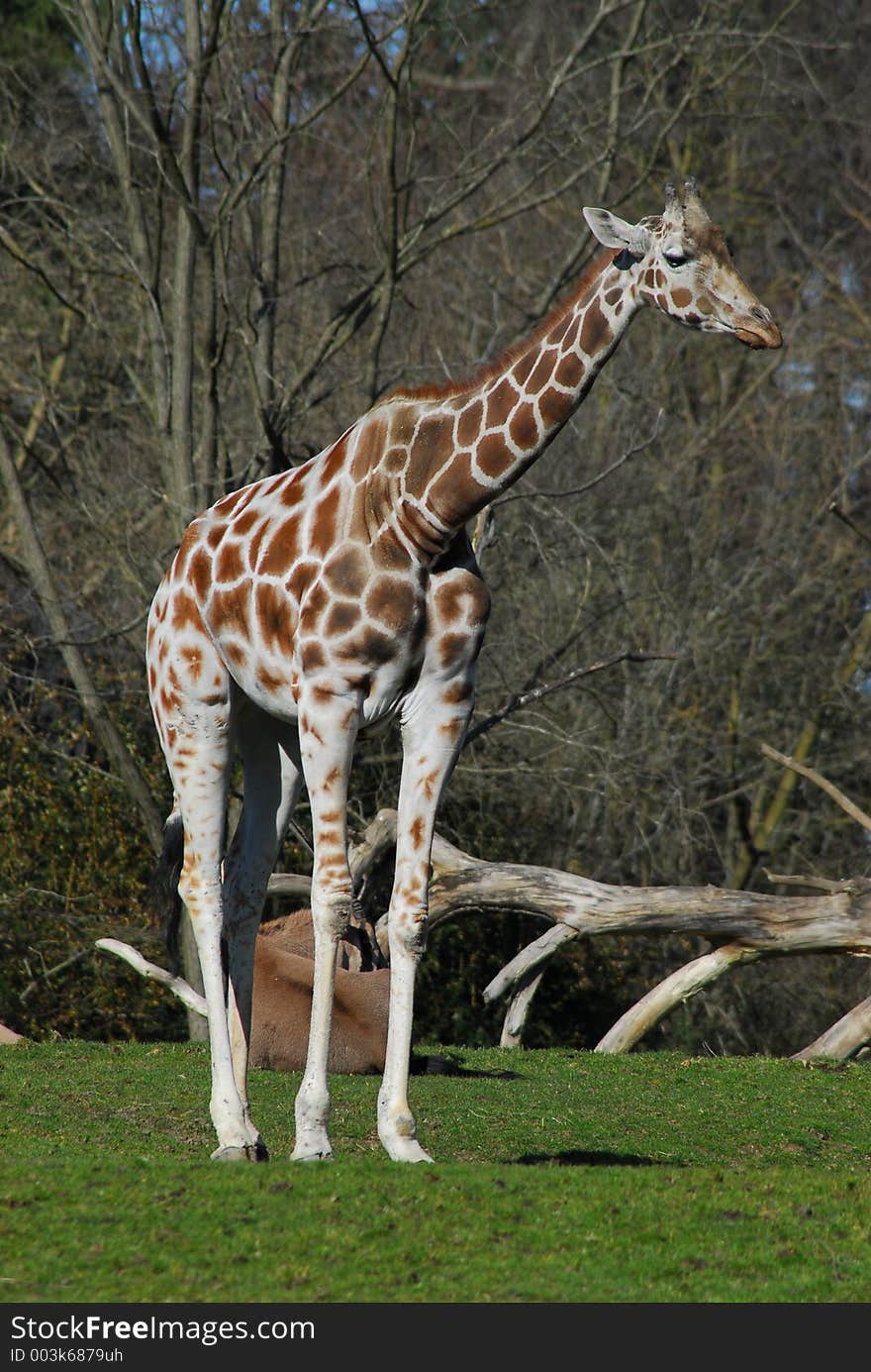 Giraffe