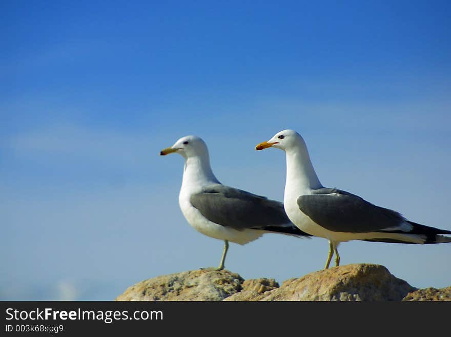 Two seagulls on rocks