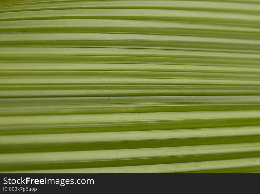 Closeup of a large, long, tropical leaf. Closeup of a large, long, tropical leaf.