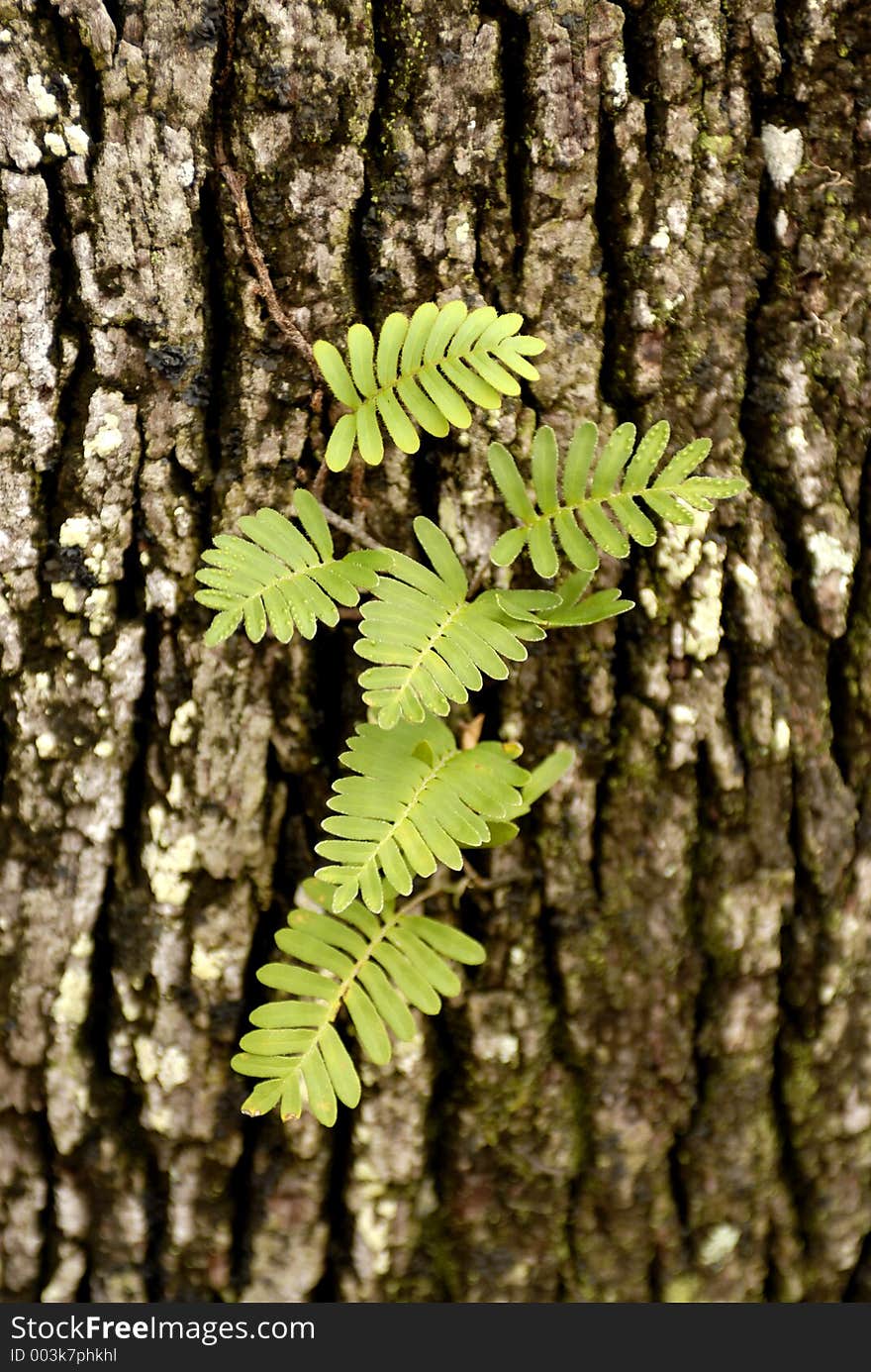 A small fern growning in the bark of a live oak tree. A small fern growning in the bark of a live oak tree.