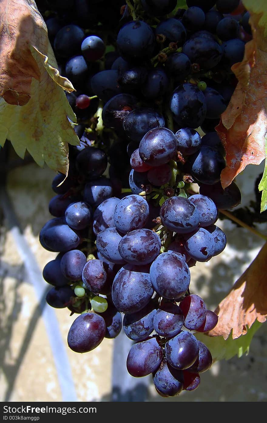 Grape in vineyard in Croatia. Grape in vineyard in Croatia