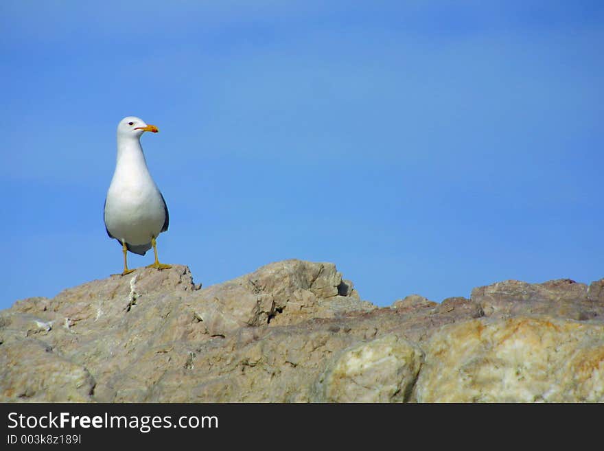 Awkward seagull